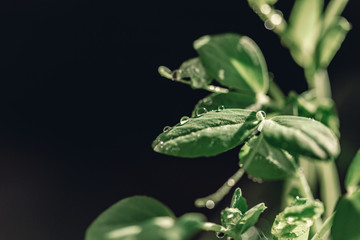 Macro water drops on micro greens. Fresh green spring. Refreshing. Water crystals. Details and texture. Nature macro backdrop. Beautiful juicy green herbs. Macro micro greens.