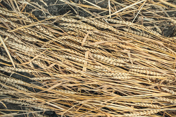 dry mown wheat spikelets lie on the ground, close-up view from above