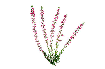 Blooming pink heather branches on white background