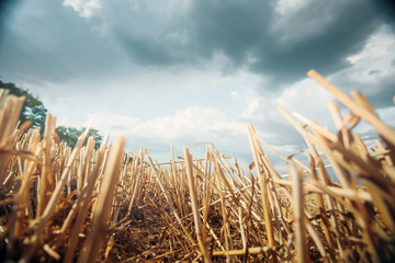 dry wheat stubble close-up with a low angle view, against a dramatic sky