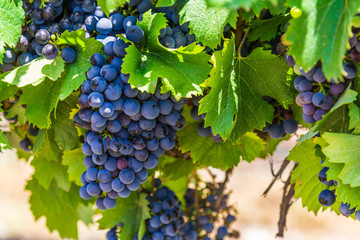 Red wine grapes on a vine in a vineyard in Mendoza on a sunny day