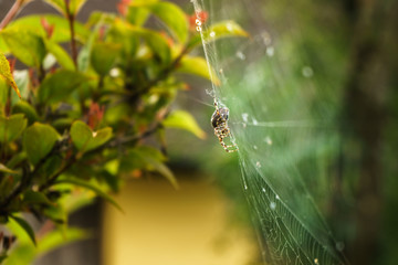 Spider with green and blury background