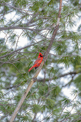 Red Northern Cardinal bird perched in tree branch in forest