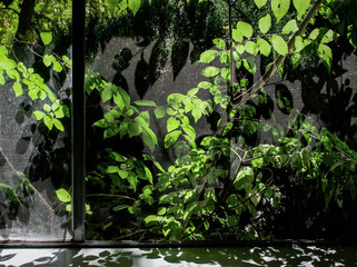 Spring through the Window
