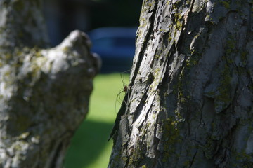spider on tree