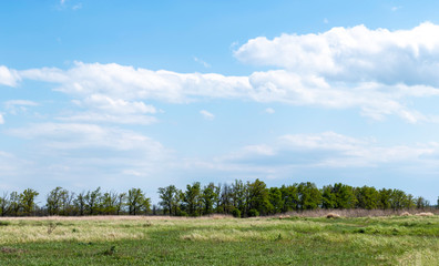 Panoramas with trees high resolution