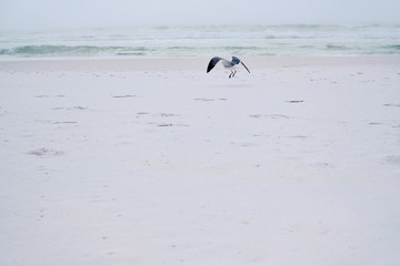 Seagull lands on dazzling white sand beach, Destin, Florida