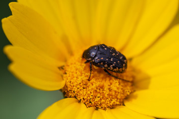 bee on yellow flower