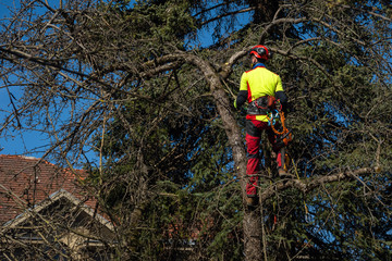 Fototapeta premium Man pruning tree tops using a saw. Lumberjack wearing protection gear and sawing branches after storm in the city. High risk job