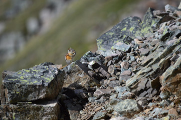 Squirrel Eating at Canadian National Parks.