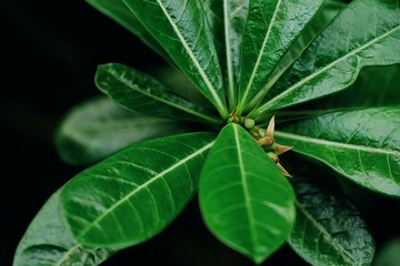 close up of green leaf
