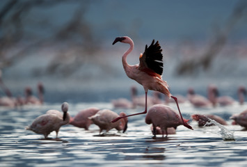 Lesser Flamingos landing at lake Bogoria