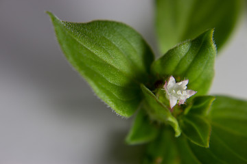 Folha verde com florzinha branca no meio, lados desfocados, isolada no branco
