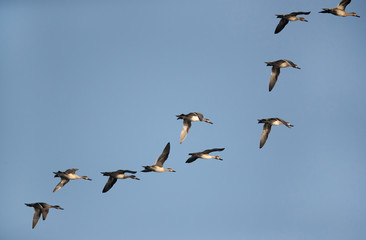 Northern Pintail in flight