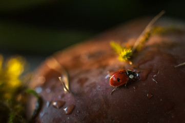 ladybird on a leaf