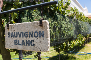 Sign of Sauvignon Blanc grape wine against the background of vine plants in a vineyard - obrazy, fototapety, plakaty