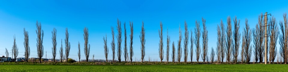 Panorama a row of Italian poplars