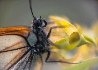 
jasmine butterfly macro