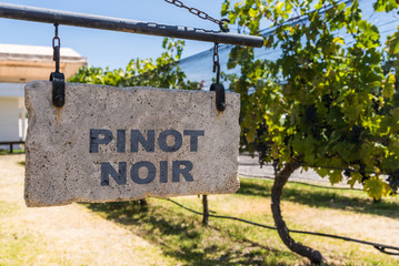 Sign of Pinot Noir grape wine against the background of vine plants in a vineyard - obrazy, fototapety, plakaty