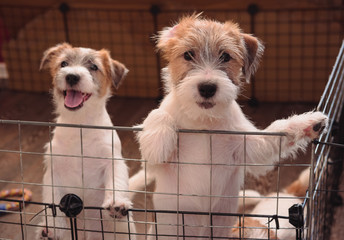 Charming Jack Russell Terrier puppies, purebred small puppies