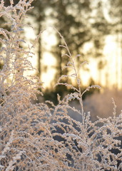 Frost on plants during sunrise.