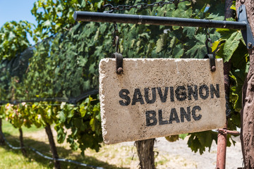 Sign of Sauvignon Blanc grape wine against the background of vine plants in a vineyard - obrazy, fototapety, plakaty