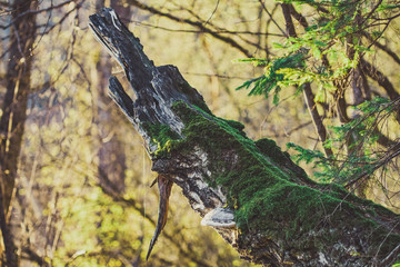 Tree trunk covered in moss