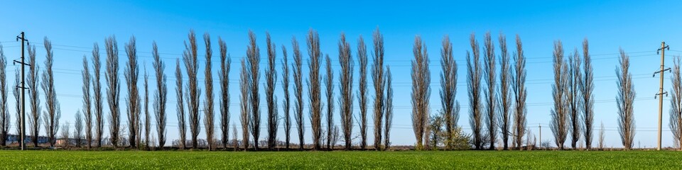 Panorama a row of Italian poplars