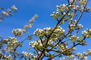 Pear tree in bloom. Pear blossom in early spring