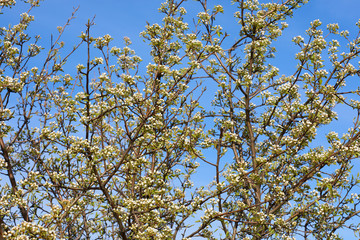 Pear tree in bloom. Pear blossom in early spring
