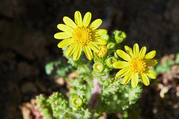 A close up of bright yellow flowers of the Jacobaea vulgaris (Senecio jacobaea). Top view on the flowers of common ragwort (stinking willie, tansy ragwort, benweed, staggerwort, cankerwort)