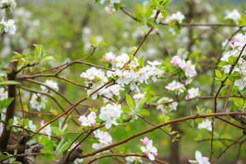 Blossoming apple garden in spring