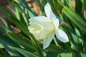 Fototapeta premium Big white daffodil flower blooming in the spring. Daffodil or Narcissus, white trumpet flowers