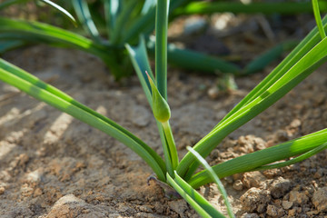 Buds of Allium cristophii ( Persian onion or Star of Persia )  in the garden in spring