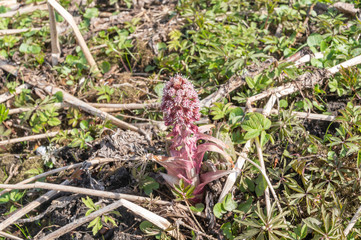 hand holding a red flower