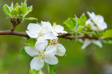 Blossoming apple garden in spring