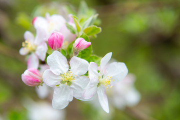 Blossoming apple garden in spring
