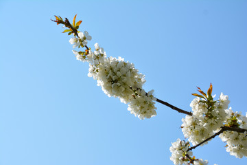 Blühender Kirschbaum, Kirschblüten