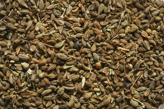 Erva-doce &eacute; uma planta medicinal utilizada contra os problemas digestivos, contra a tosse, e tamb&eacute;m para favorecer a amamenta&ccedil;&atilde;o.