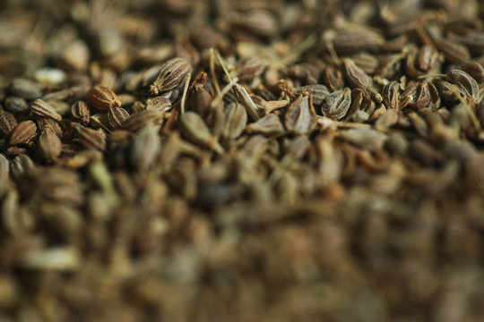 Erva-doce &eacute; uma planta medicinal utilizada contra os problemas digestivos, contra a tosse, e tamb&eacute;m para favorecer a amamenta&ccedil;&atilde;o.