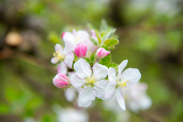 Obraz na płótnie Canvas Blossoming apple garden in spring