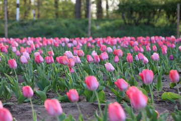 Tulips field in north germany Dorsten city corona virus  covid-19 season high quality print