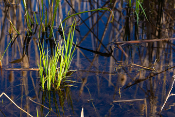 Fresh reeds in the lake