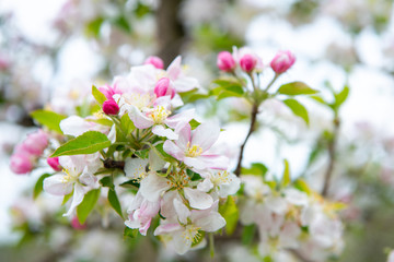 Blossoming apple garden in spring
