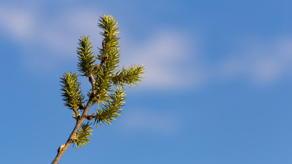 Fragile leaves over blue sky
