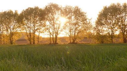 Fototapeta premium trees 