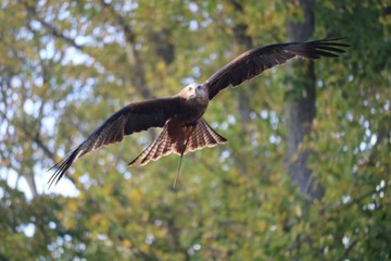un milan noir en plein vol