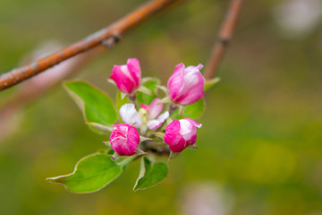 Obraz premium Blossoming apple garden in spring