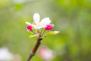 Naklejka na ściany i meble Blossoming apple garden in spring