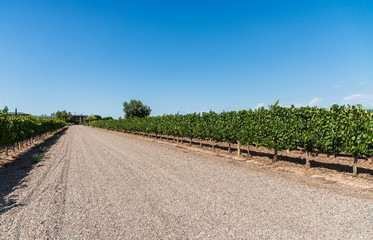 Obraz premium Vine plants in a vineyard in Mendoza on a sunny day with blue sky